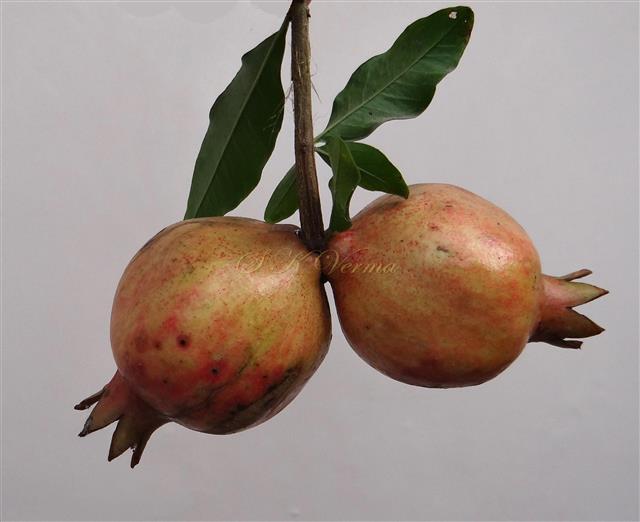  Fruits